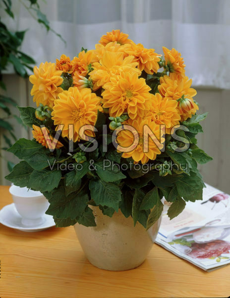 Dahlia orange/yellow