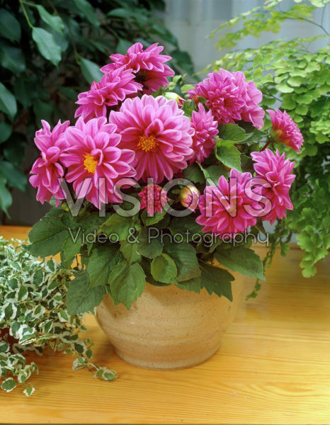 Dahlia pink