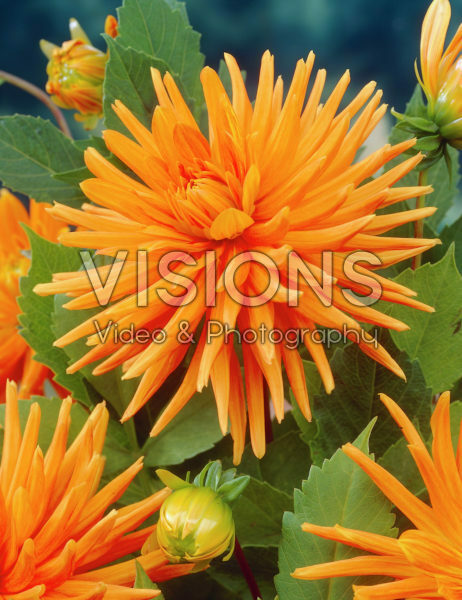 Dahlia orange