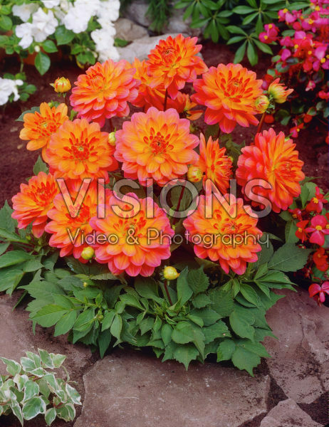Dahlia orange