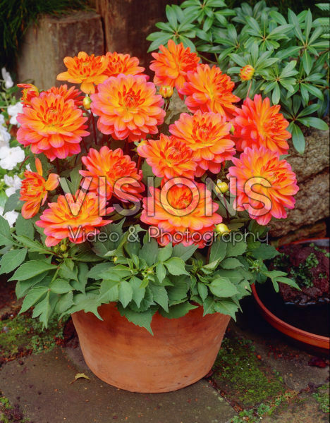 Dahlia oranje