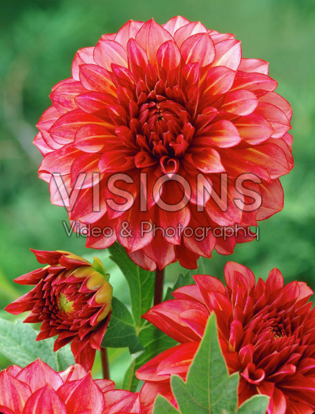 Dahlia