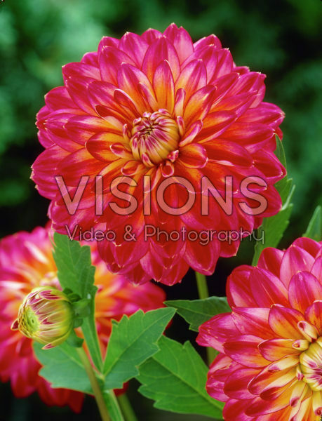 Dahlia