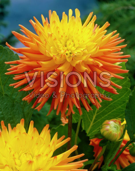Dahlia orange/yellow