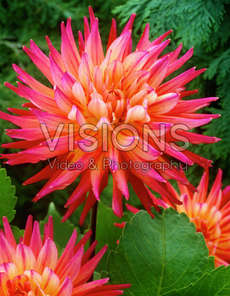 Dahlia salmon