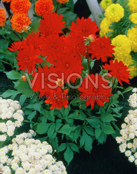 Dahlia red