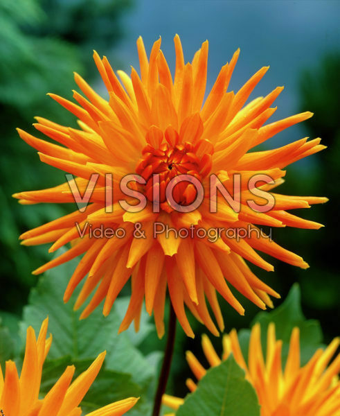Dahlia orange