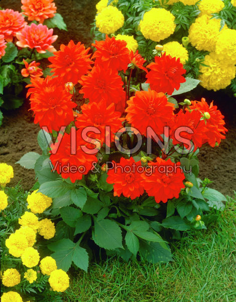 Dahlia oranje/rood