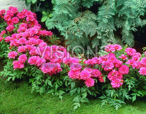 Dahlia pink