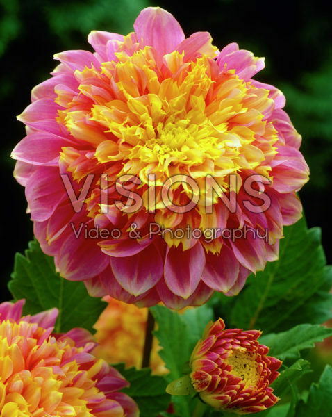 Dahlia bicolour