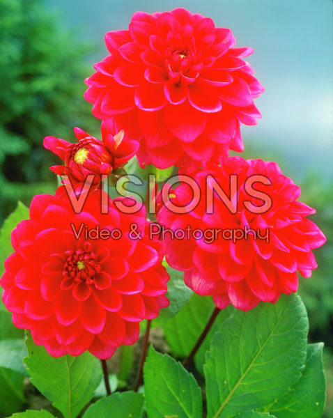 Dahlia red