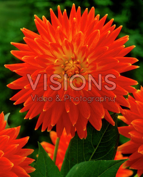 Dahlia oranje/rood