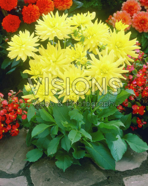 Dahlia geel