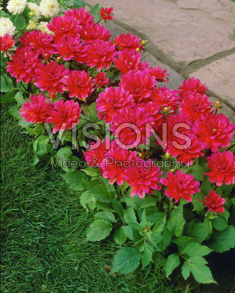 Dahlia