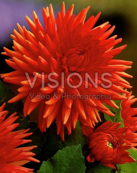 Dahlia orange