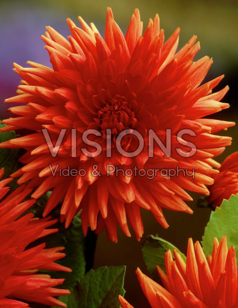Dahlia orange