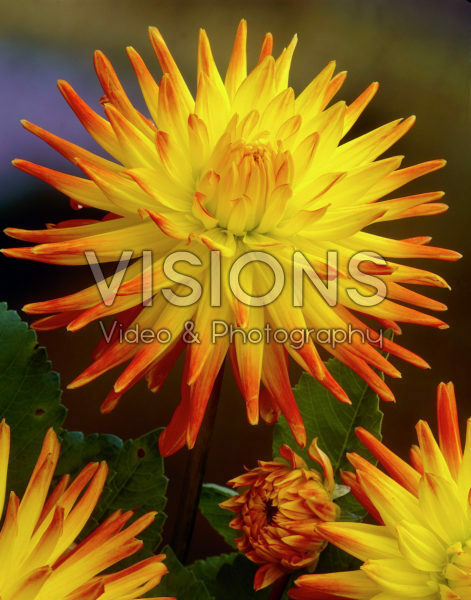 Dahlia bicolour