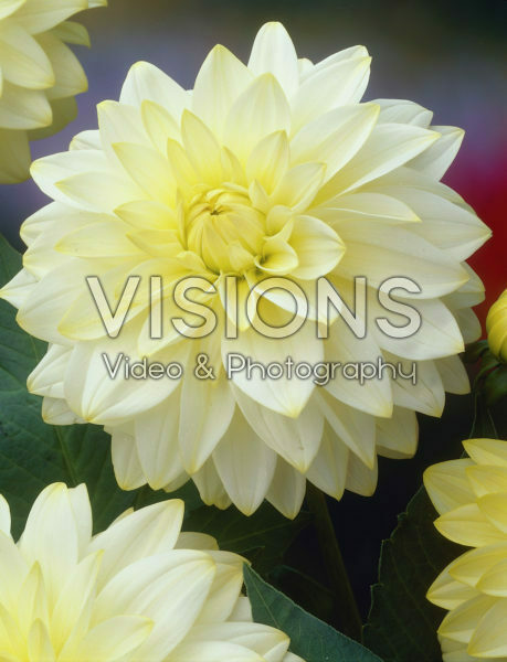 Dahlia cream