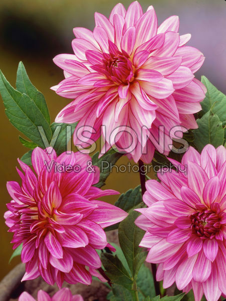 Dahlia roze