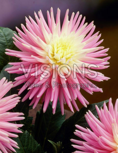 Dahlia pink