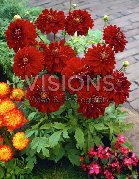 Dahlia red