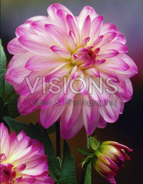 Dahlia roze