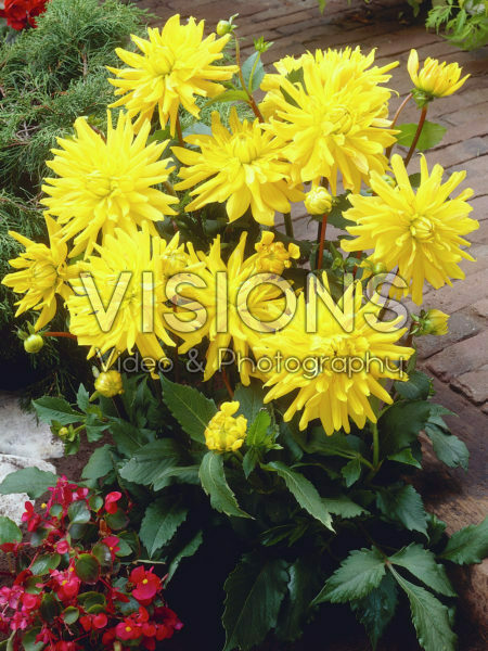 Dahlia geel