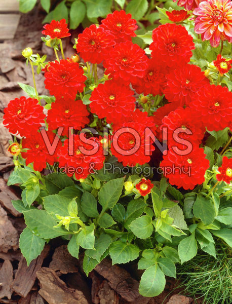 Dahlia rood
