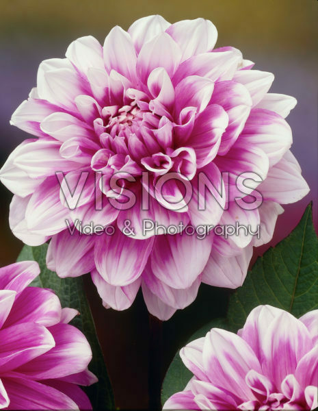 Dahlia bicolour