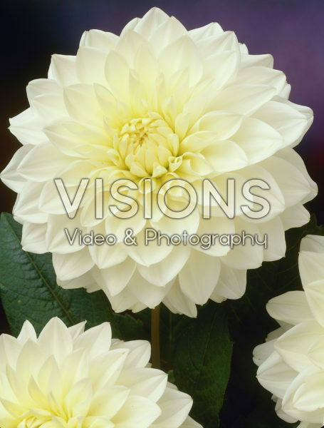 Dahlia creme