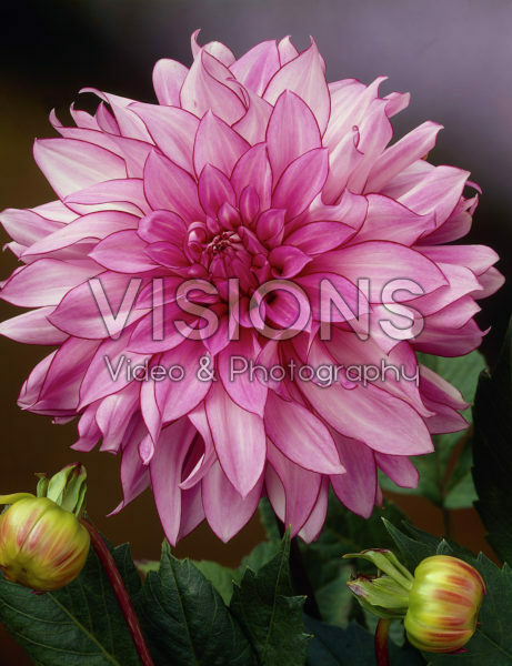 Dahlia pink