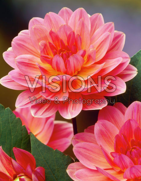 Dahlia