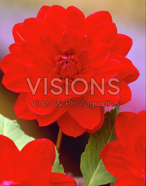 Dahlia rood