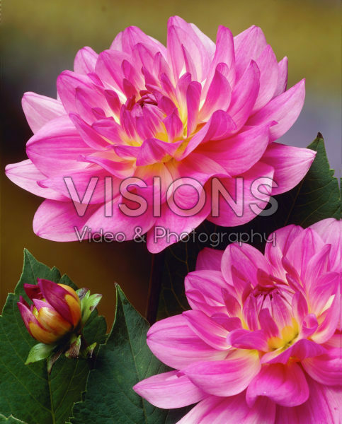 Dahlia