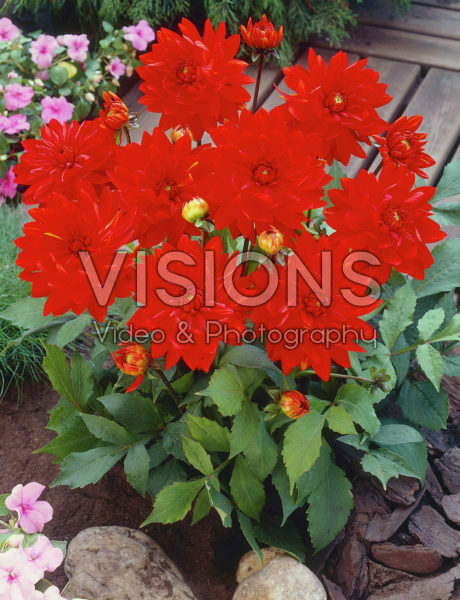 Dahlia red