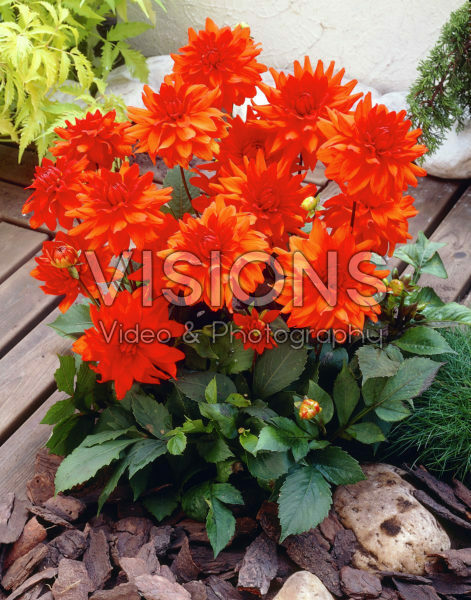 Dahlia oranje/rood Dahlia oranje/rood