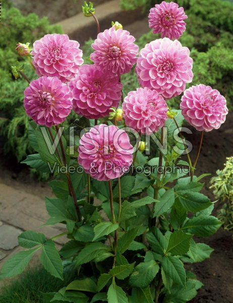 Dahlia pink Dahlia pink