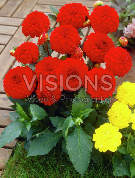 Dahlia rood Dahlia rood