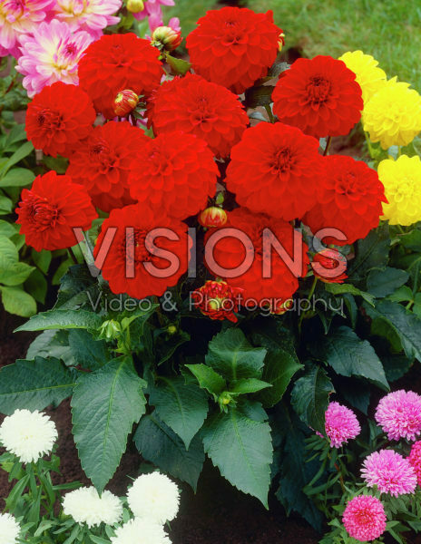 Dahlia rood Dahlia rood