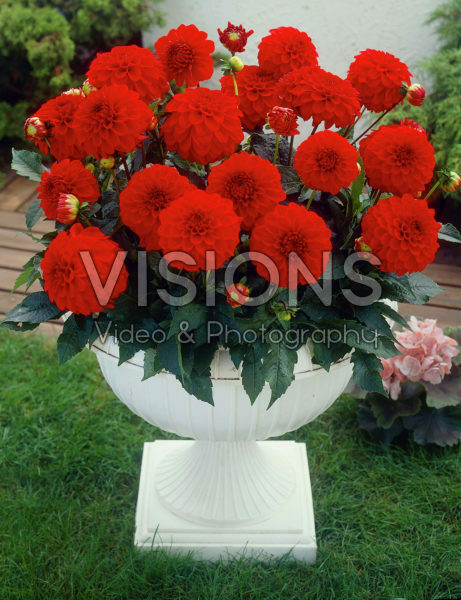 Dahlia red Dahlia red