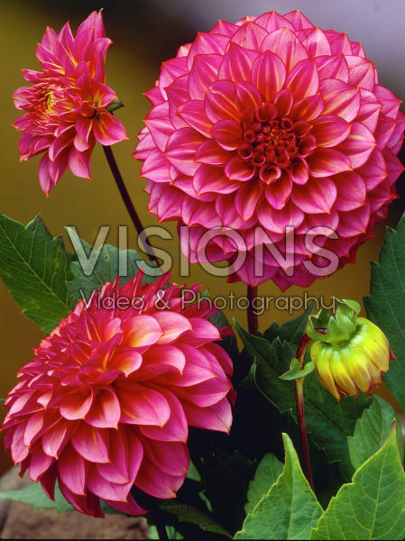 Dahlia Dahlia