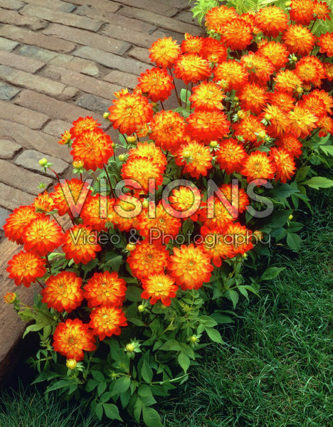 Dahlia oranje Dahlia oranje