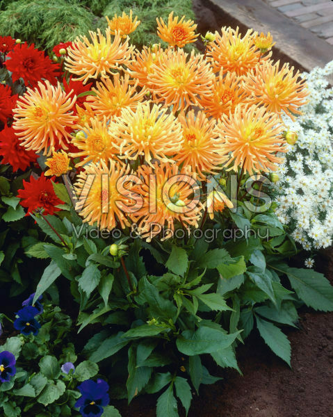 Dahlia orange Dahlia orange