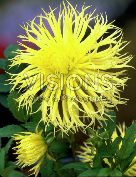 Dahlia geel Dahlia geel