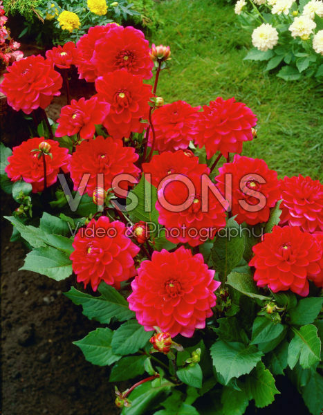 Dahlia red Dahlia red