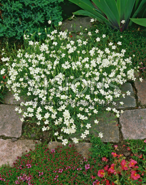 Dianthus deltoides Albiflorus Dianthus deltoides Albiflorus