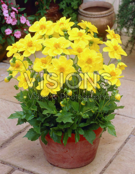 Dahlia geel Dahlia geel