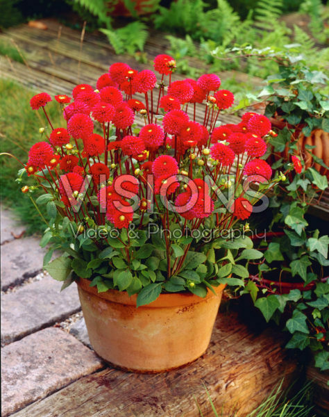 Dahlia red Dahlia red