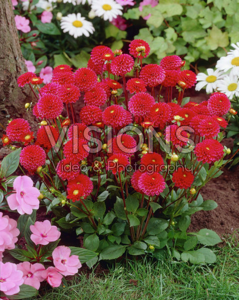 Dahlia red Dahlia red