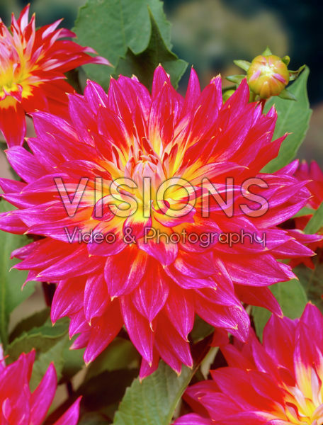 Dahlia Dahlia